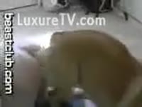 Dog fucks hawt bitch from behind his back